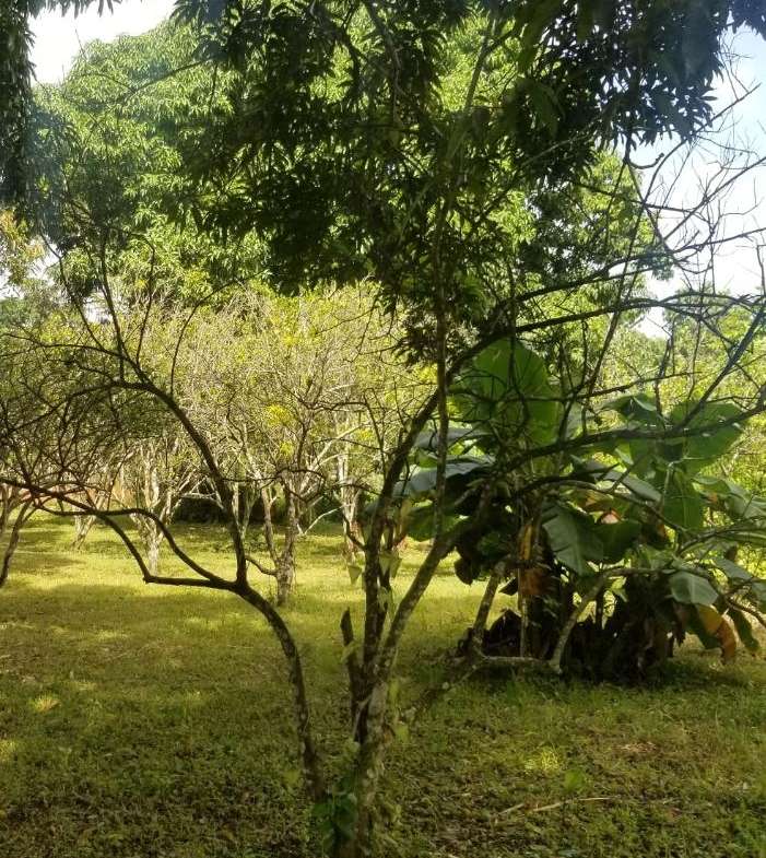 Galpon industrial con Terreno 10.000Mts2 propio