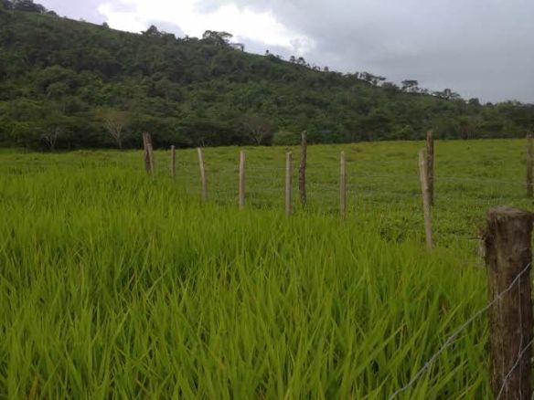 VENTA Hermosa Finca 37,5 Ha. Urachiche.Yaracuy