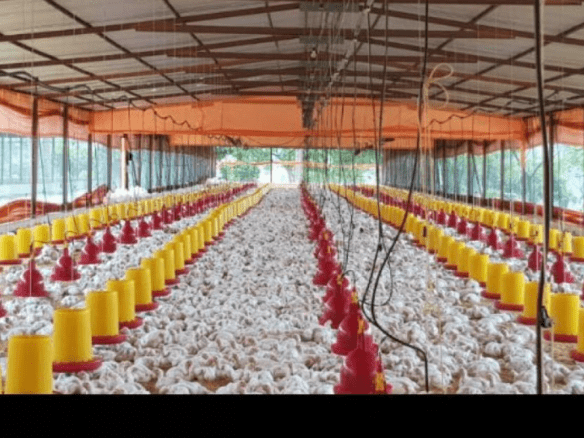 SE VENDE FINCA PROCESADORA DE POLLO