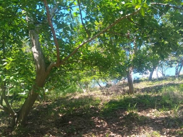 Terreno y casa de adobe. Con 70 matas aguacate